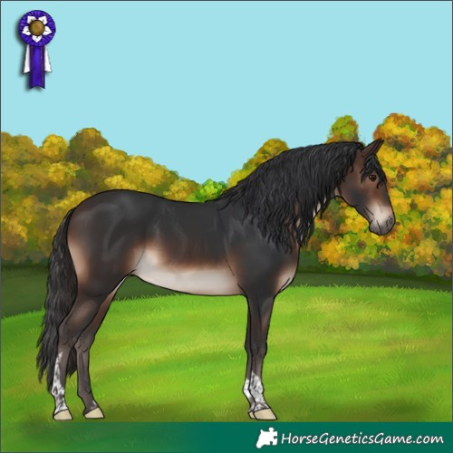 Horse Color:Brown Tobiano 