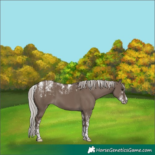 Horse Color:Powder White Silver Grullo