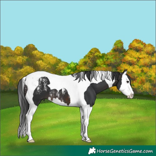 Horse Color:Powder White Brown Splash Tobiano
