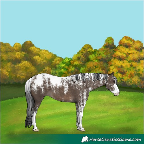 Horse Color:Powder White Brown Dun
