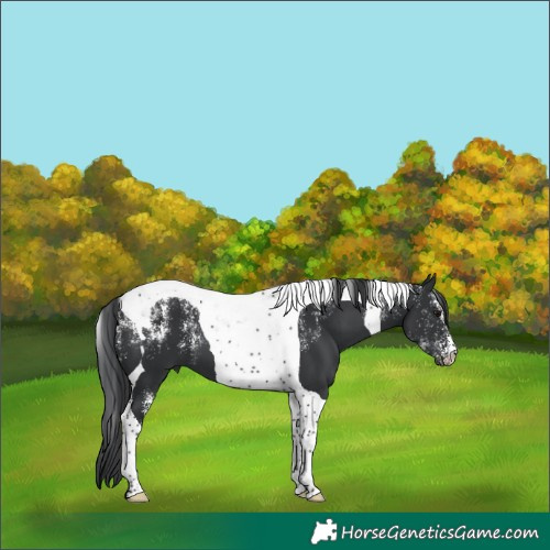 Horse Color:Powder White Black Tobiano 