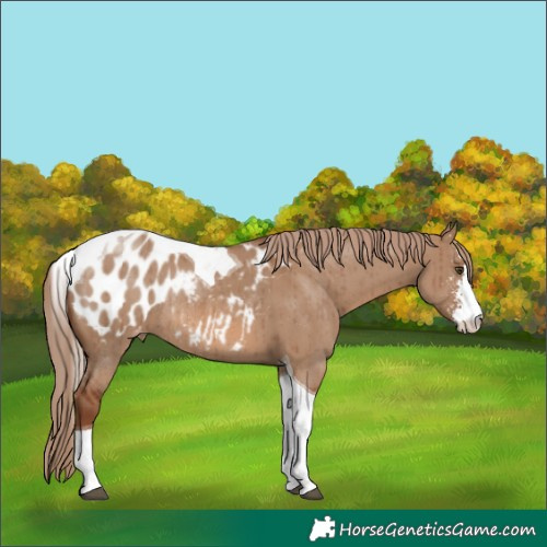 Horse Color:Red Dun Sabino Tobiano Blanket Rabicano Brindle 