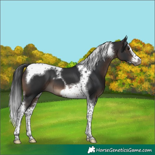 Horse Color:Brown Splash Tobiano Frame 