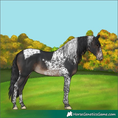 Horse Color:Brown Tobiano Frame 