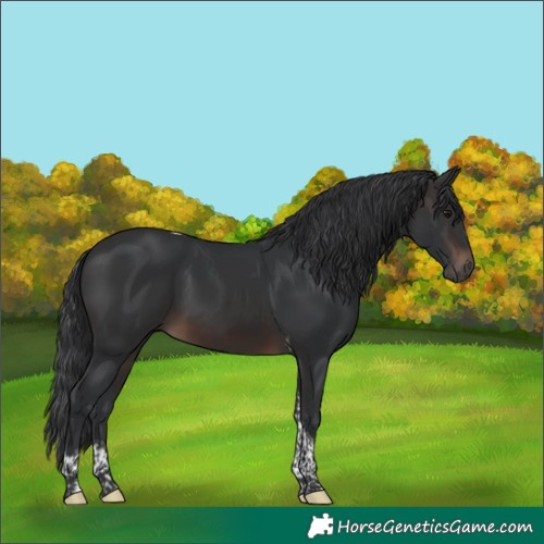 Horse Color:Brown Tobiano