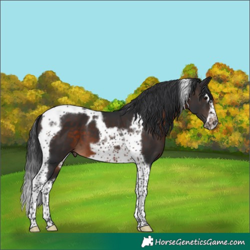Horse Color:Brown Splash Tobiano Frame 