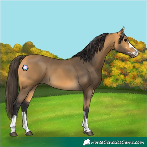 Horse Color:Buckskin 