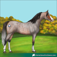 Horse Color:Bay Roan Splash