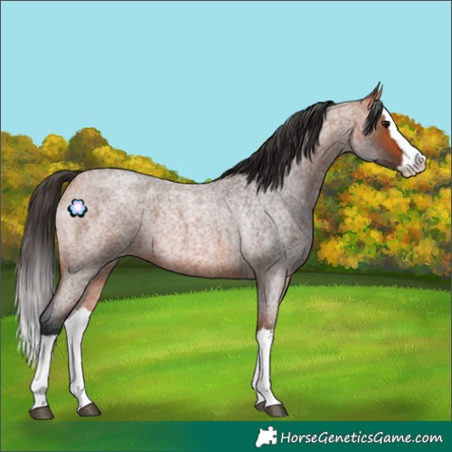 Horse Color:Bay Roan Splash 