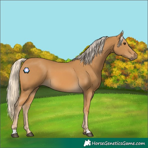 Horse Color:Palomino