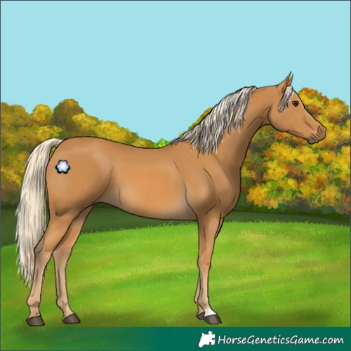 Horse Color:Palomino