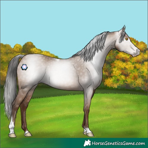 Horse Color:Gray Amber Champagne Tobiano 