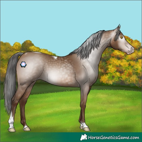 Horse Color:Gray Amber Champagne Tobiano 