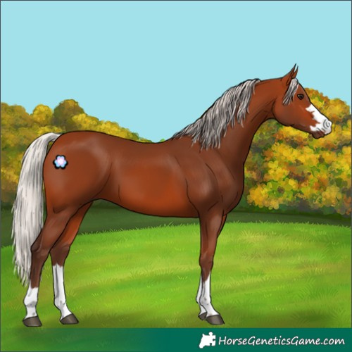 Horse Color:Silver Bay 
