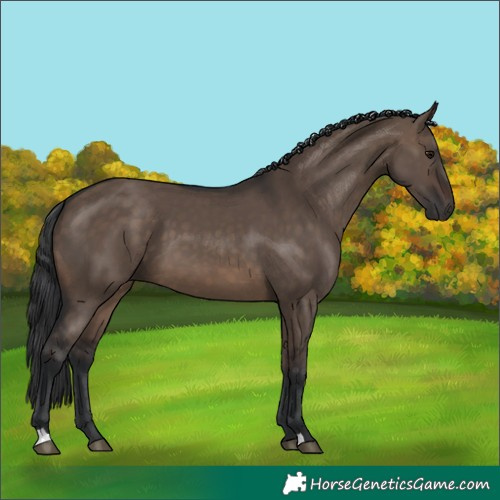 Horse Color:Brown Dun