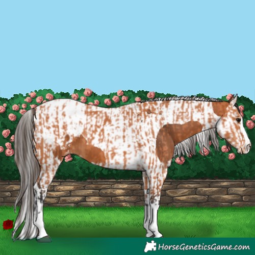 Horse Color:Bay Splash Tobiano Appaloosa  and Bay Splash Tobiano Appaloosa 