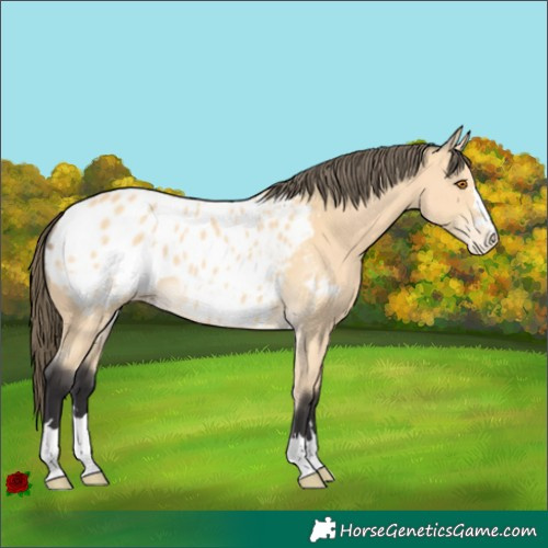 Horse Color:Buckskin Appaloosa 