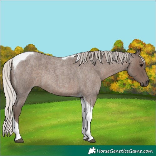 Horse Color:Silver Blue Roan Tobiano 
