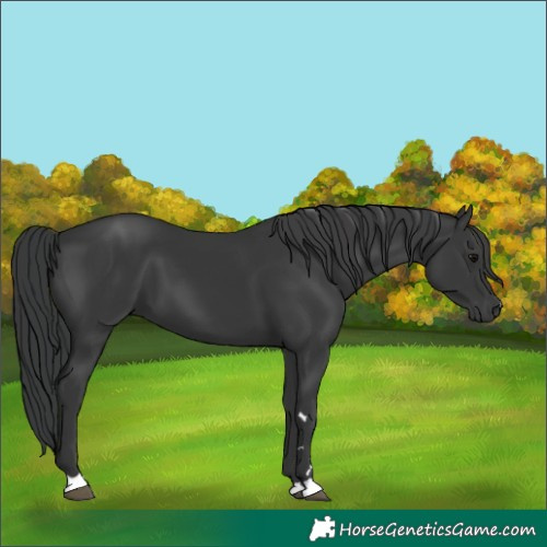 Horse Color:Unknown 