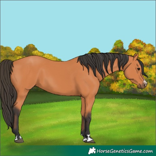 Horse Color:Unknown 