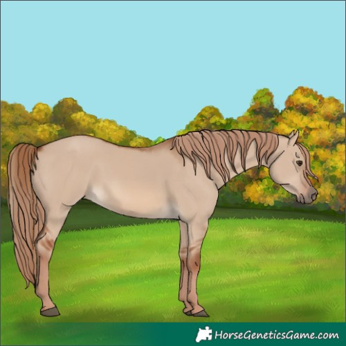 Horse Color:Unknown 