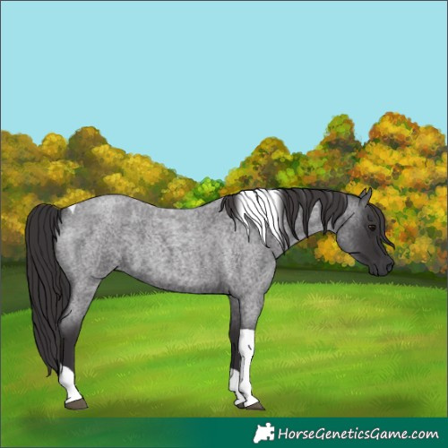 Horse Color:Unknown 