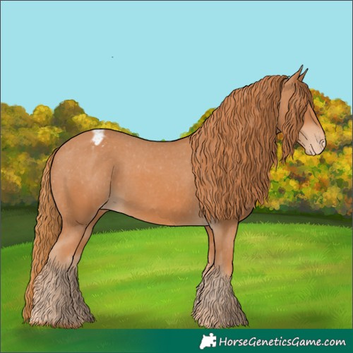 Horse Color:Chestnut Appaloosa 