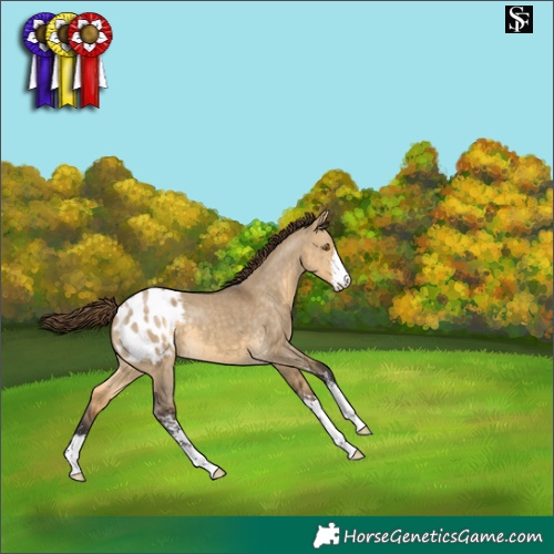 Horse Color:Buckskin Dun Sabino Appaloosa 