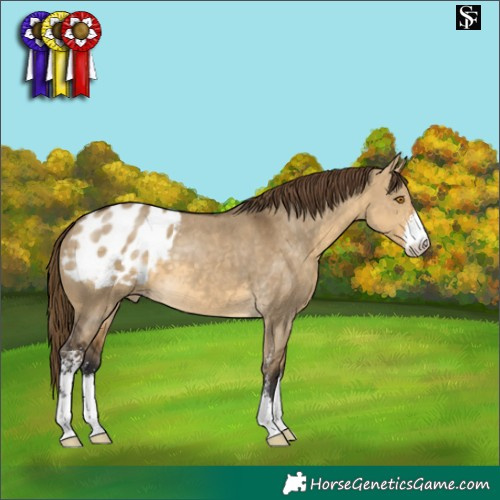 Horse Color:Buckskin Dun Sabino Blanket 