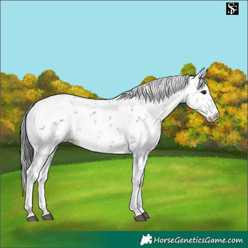 Horse Color:Brown Sabino Appaloosa