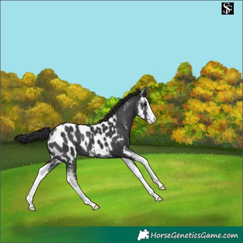 Horse Color:Black Sabino Appaloosa 