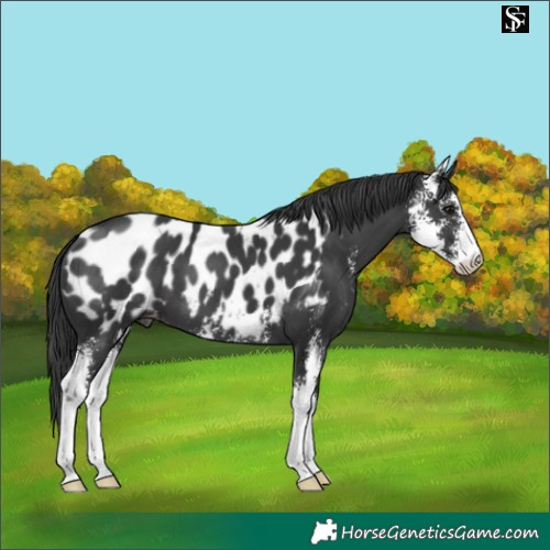 Horse Color:Black Sabino Near Leopard 