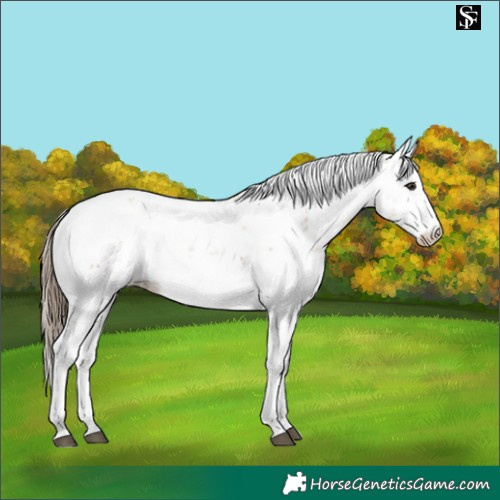 Horse Color:Buckskin Dun Sabino Appaloosa