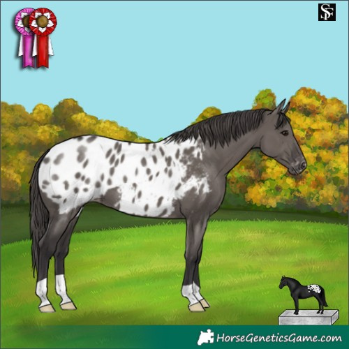Horse Color:Smoky Grullo Appaloosa 