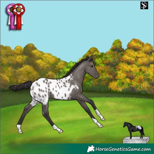 Horse Color:Smoky Grullo Appaloosa 