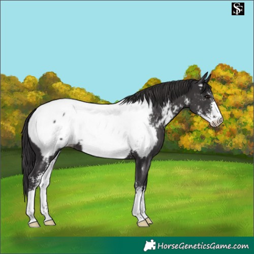 Horse Color:Smoky Black Sabino Near Fewspot 