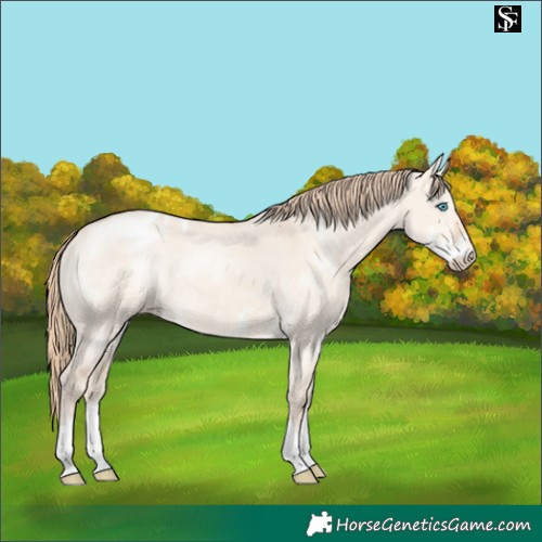 Horse Color:Perlino Dun Sabino Blanket 