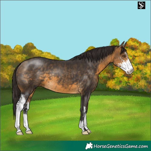 Horse Color:Buckskin Sabino 