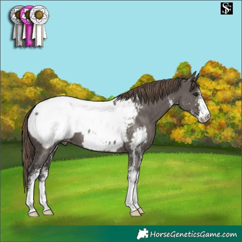 Horse Color:Smoky Grullo Sabino Near Fewspot 