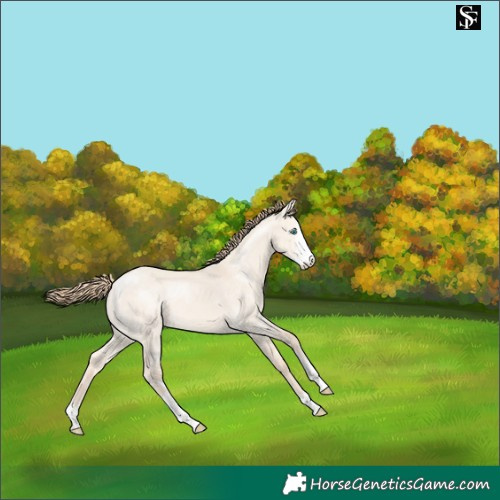Horse Color:Perlino Dun Sabino Appaloosa 