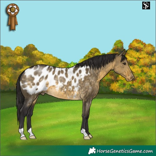 Horse Color:Buckskin Dun Appaloosa 