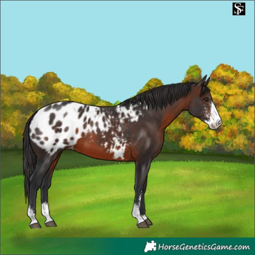 Horse Color:Brown Sabino Appaloosa 