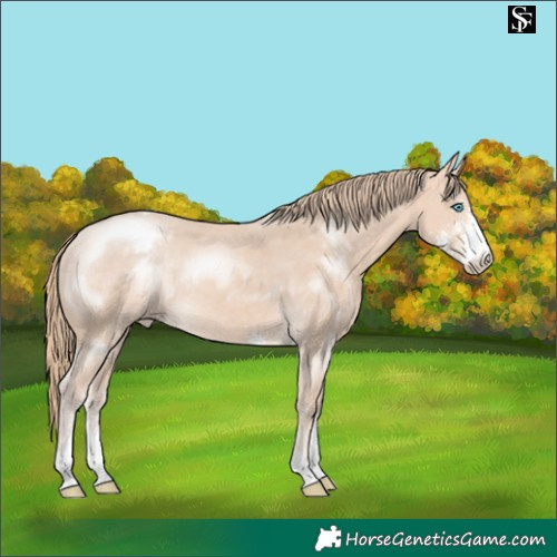 Horse Color:Perlino Sabino Appaloosa