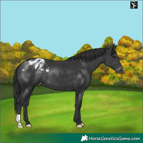Horse Color:Black Appaloosa