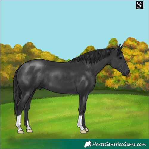 Horse Color:Black 