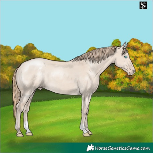 Horse Color:Smoky Creme Dun Appaloosa 