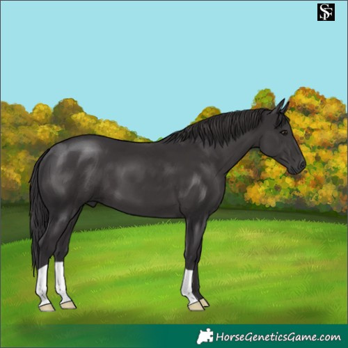 Horse Color:Smoky Black