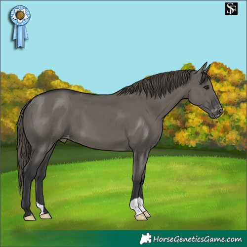 Horse Color:Grullo Appaloosa 