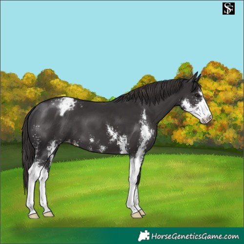 Horse Color:Smoky Black Sabino Appaloosa 
