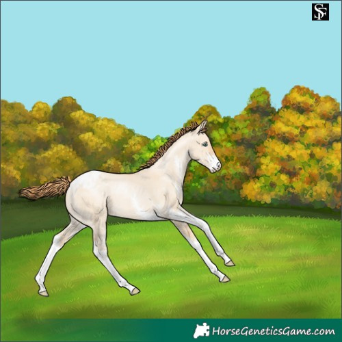 Horse Color:Smoky Grullo Pearl Sabino Varnish 